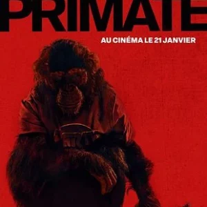Primate